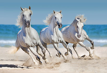 fototapeta Po nábreží koník beží, kone biele, kôň, horse, horses, more, sea